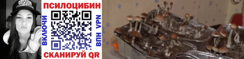 купить наркотики цена  Пермь  Галлюциногенные грибы Psilocybine cubensis 